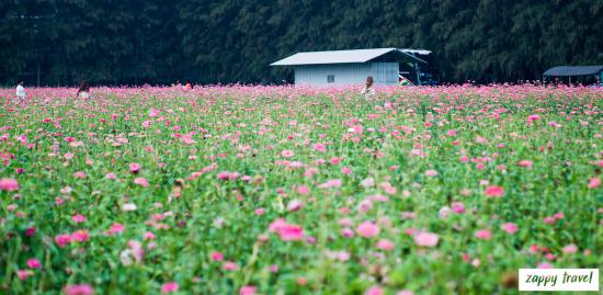 เที่ยวทุ่งดอกไม้ปทุมเจดีย์ ชมความงามดอกเบญมาศ ณ วัดธรรมกาย จ.ปทุมธานี