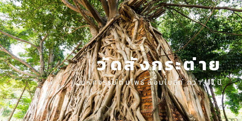 วัดสังกระต่าย มหัศจรรย์ต้นโพธิ์ล้อมโบสถ์ กว่า 400 ปี