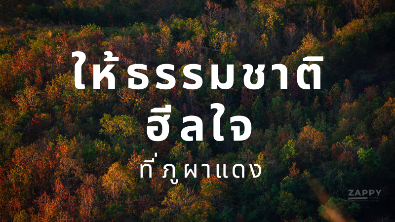 สัมผัสความงามของธรรมชาติชมป่าไม้เปลี่ยนสี  ให้ธรรมชาติฮีลใจที่ภูผาแดง