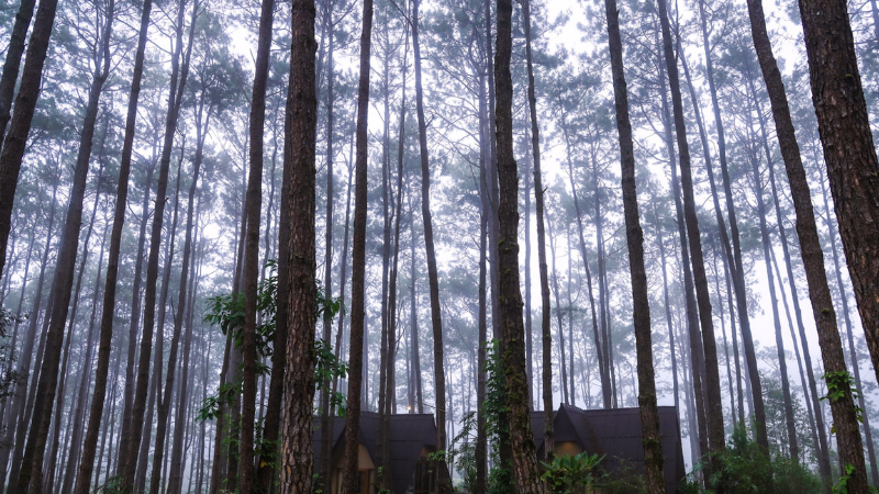 นอนกลางป่า ฟังเสียงฝน ที่สวนป่าดอยหลวง สวรรค์ของคนชอบถ่ายรูป