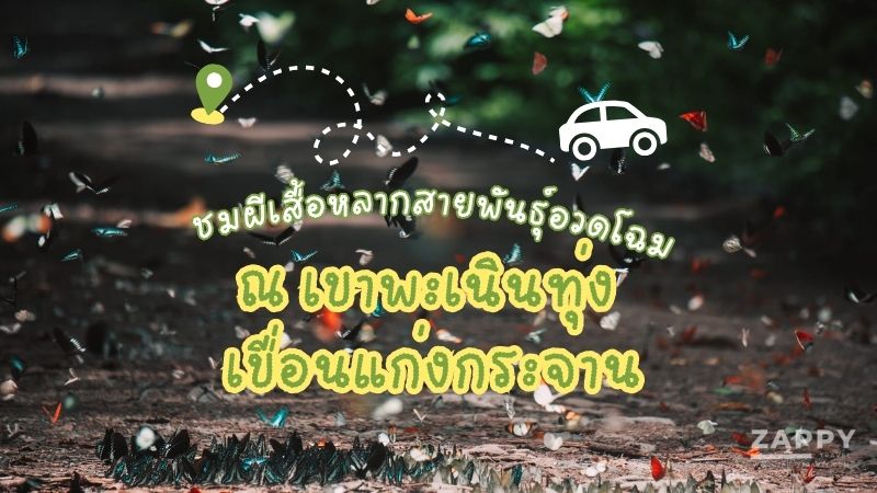 ชมผีเสื้อหลากสายพันธุ์อวดโฉม ณ เขาพะเนินทุ่ง เขื่อนแก่งกระจาน